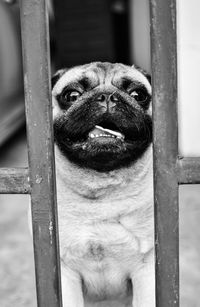 Close-up portrait of a dog