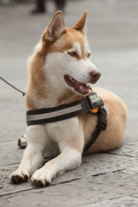 Close-up of siberian husky dog sitting on footpath