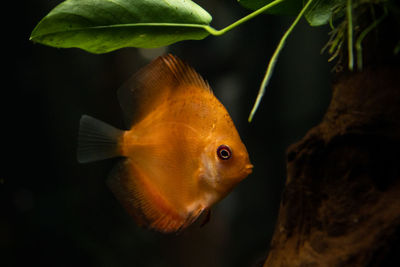 Close-up of fish swimming in sea
