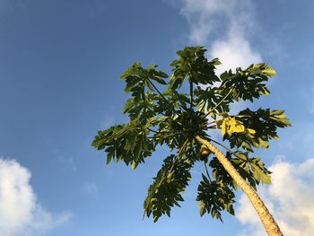 Low angle view of flowering plant against sky