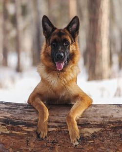 Portrait of german shepherd