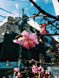 Close-up of pink flowers