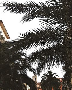 Low angle view of palm trees against sky