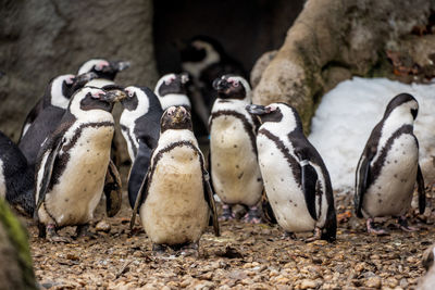 Group of penguins at zoo