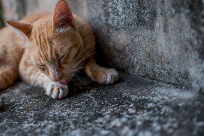 Close-up of cat resting