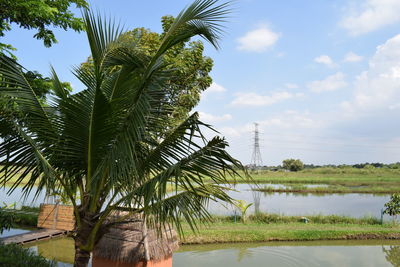 Palm tree by lake against sky