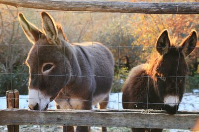 Donkeys by fence at farm