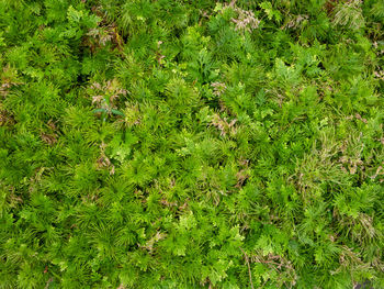 High angle view of green leaves on field