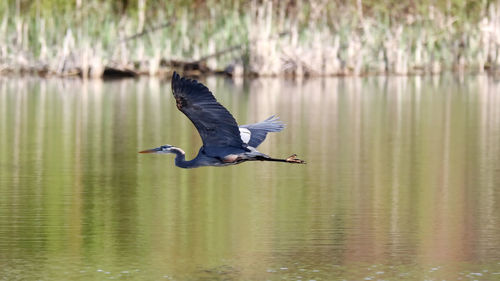 Full length of a bird flying over lake