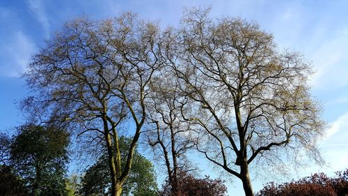 Low angle view of bare trees against sky