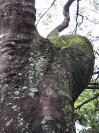 Low angle view of tree trunk in forest