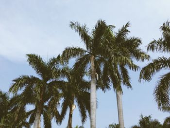 Low angle view of palm trees