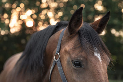 Close-up of horse during sunset