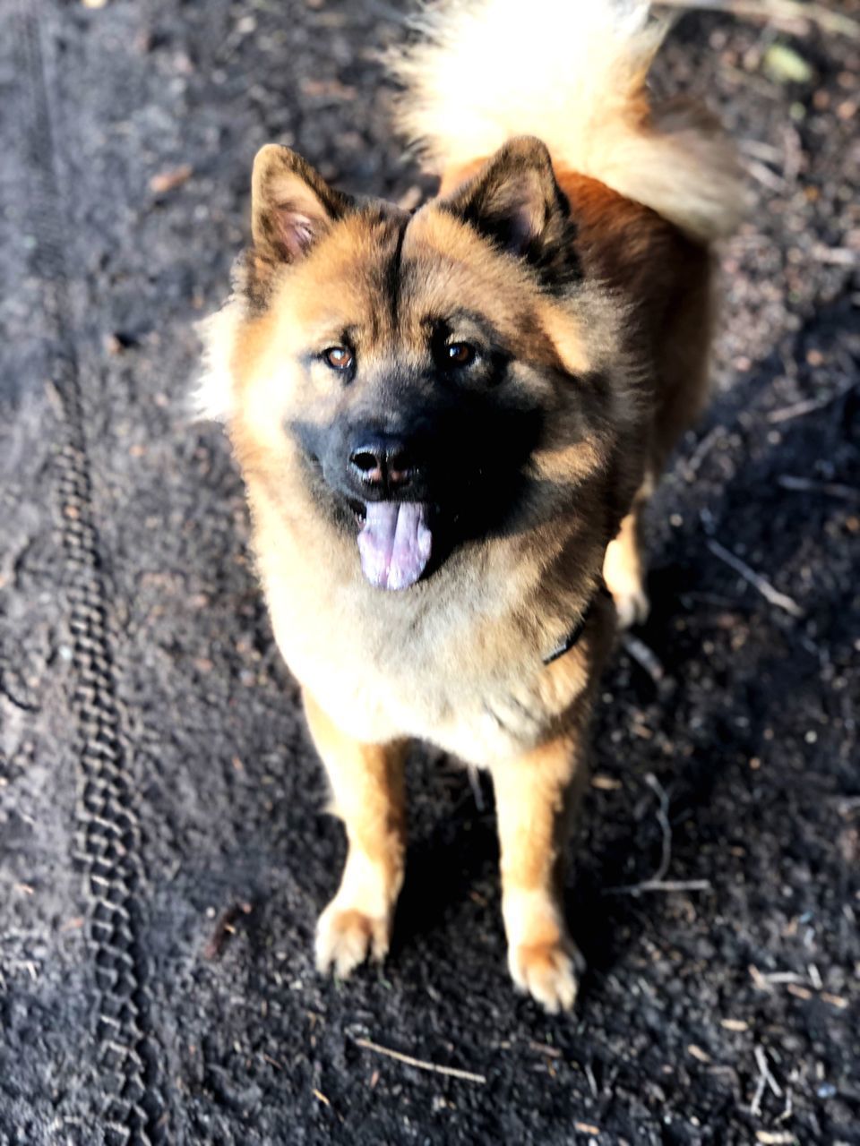 CLOSE-UP PORTRAIT OF DOG ON GROUND