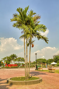 Palm trees in park against sky