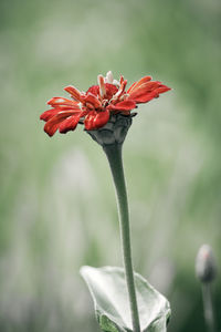Close-up of red flowering plant
