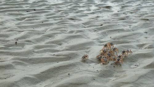 High angle view of crabs on sandy beach