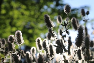 Close-up of thistle against sky