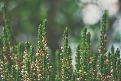 Close-up of plant