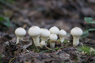 Mushrooms growing in wild forest. lycoperdon mushroom.