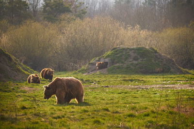 Bears standing on field