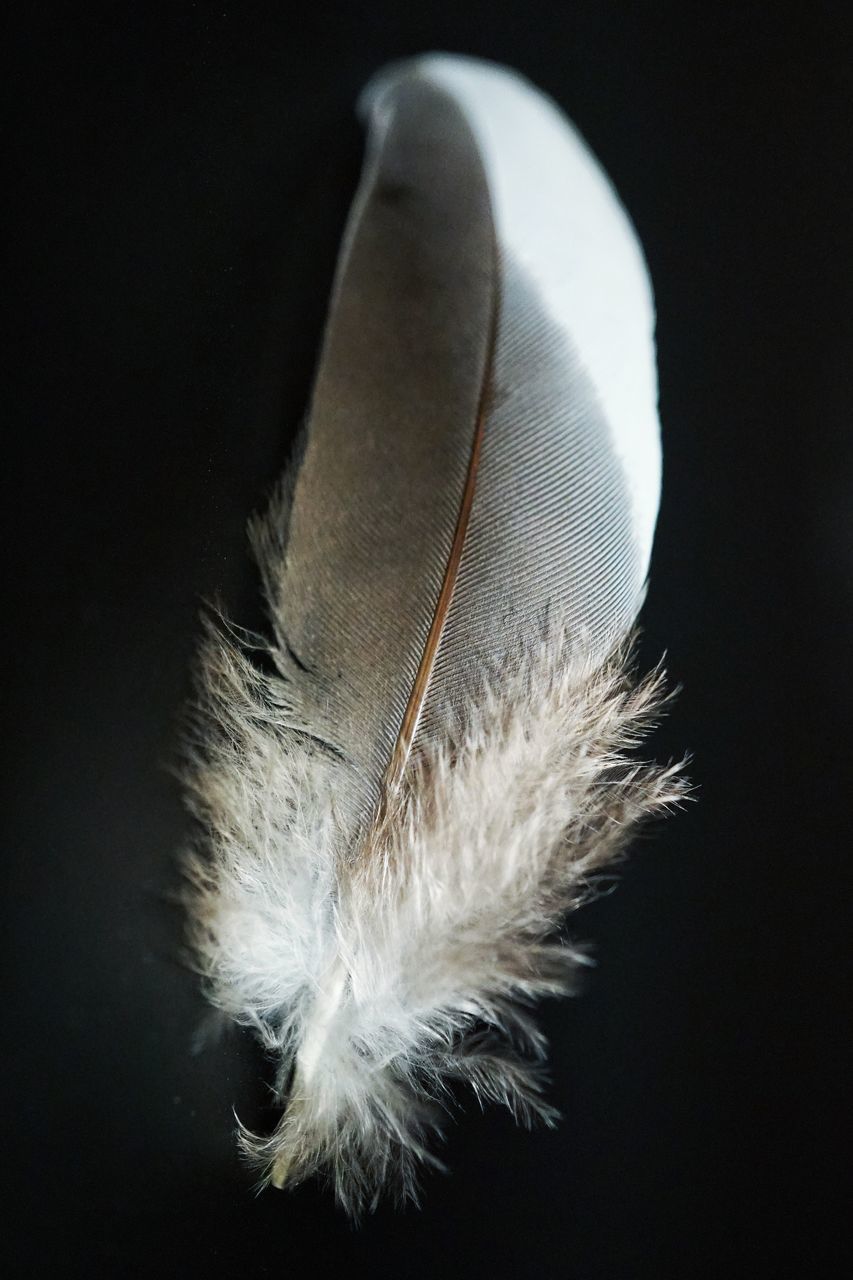 CLOSE-UP OF FEATHER ON TABLE