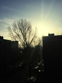 Silhouette of tree at sunset