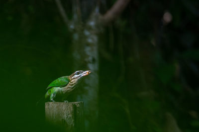 Close-up of bird perching on a plant