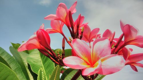 Close-up of pink and red flowers