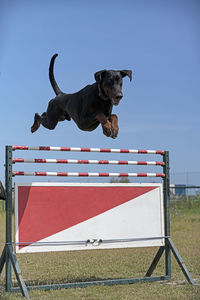 Close-up of dog standing against sky