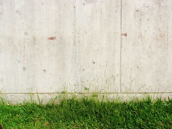 Grassy field against wall