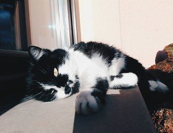 Cat resting on bed