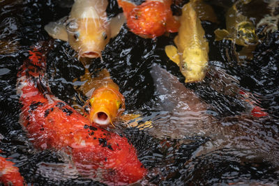 High angle view of koi carps swimming in lake