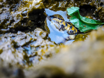 Close-up of frog in sea