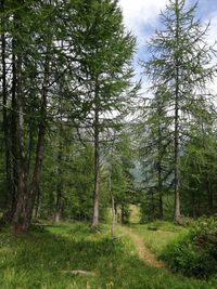 Pine trees in forest