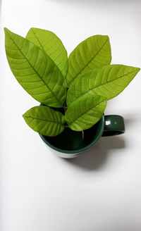 High angle view of green leaves on table