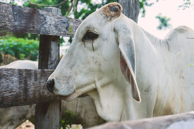 Close-up of a horse on a tree