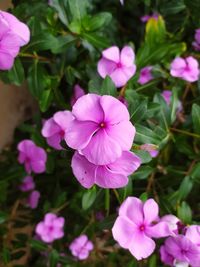 Close-up of pink flowering plants