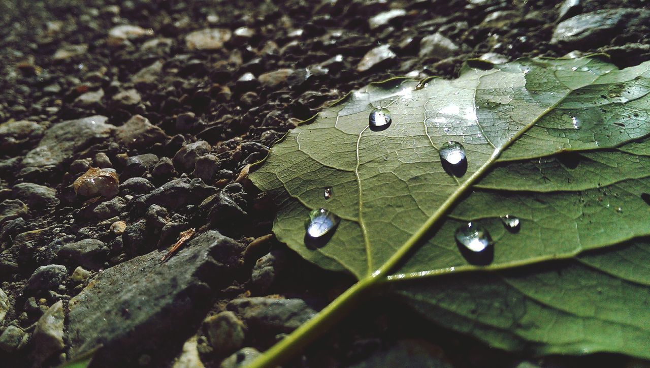 drop, leaf, water, wet, freshness, close-up, green color, growth, nature, dew, raindrop, beauty in nature, fragility, plant, rain, purity, season, selective focus, weather, high angle view