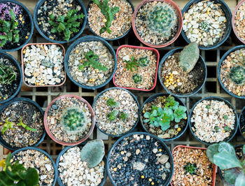 Full frame shot of succulent plants