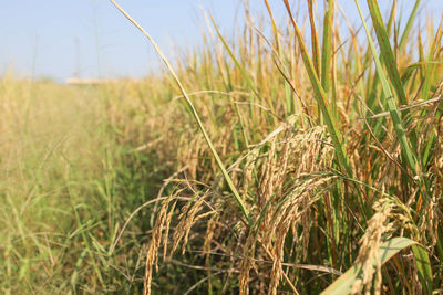 Close-up of stalks in field against sky