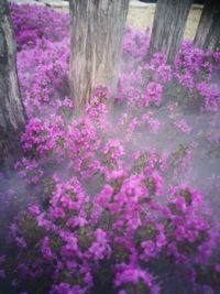 Close-up of pink flowering tree