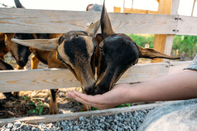 Goats on the farm. brown goats standing in wooden shelter and looking at the camera. 