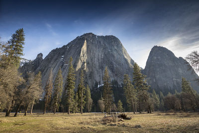 Panoramic view of trees on landscape against sky