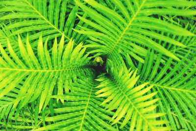 Full frame shot of green leaves