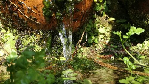 Close-up of moss growing on tree trunk in forest