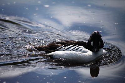 Duck swimming in lake