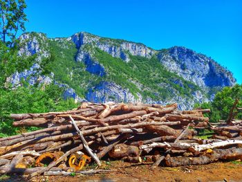 Stack of logs in forest