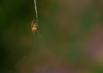 Close-up of spider on web