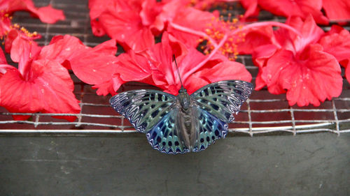 Close-up of butterfly on flowers